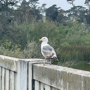 Meet your Posher, Winnie